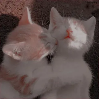💋 koty, kocięta, zwierzęta, słodkie, zwierzak, domowe, kocie telegram sticker