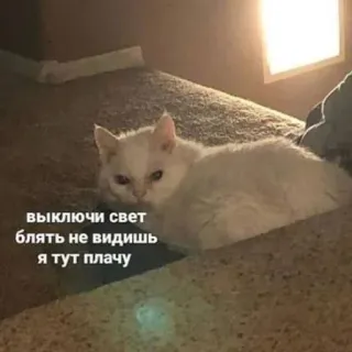 😭 выключи свет блять не видишь я тут плачу cat, meme, funny, sad, crying, russian, animal telegram sticker
