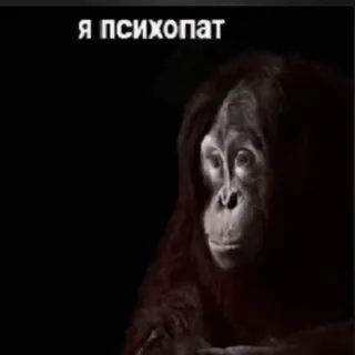 🤪 Я психопат orangutan, binatang, monyet, psikopat, meme telegram sticker