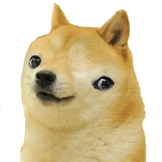 🥴 Doge cane, meme, shiba inu, divertente, internet telegram sticker