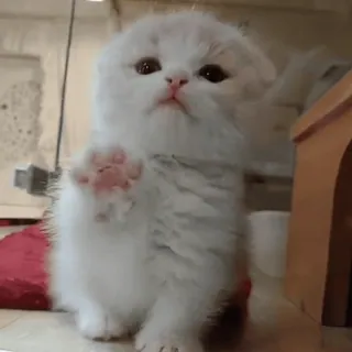 👅 kätzchen, katze, süß, tier, haustier, flauschig whatsapp sticker