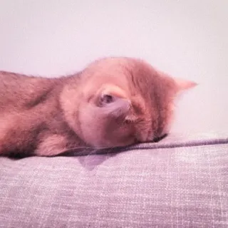 🍑 gato, animal de estimação, animal, dormindo, gato doméstico telegram sticker