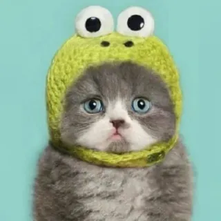 🐈 고양이, 새끼 고양이, 개구리, 모자, 귀여운, 동물, 애완 동물, 카와이 telegram sticker