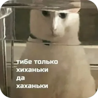 🫥 cat тибе только хиханьки да хаханьки telegram sticker
