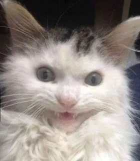 😀 cat, kitten, angry, funny, animal, meme telegram sticker