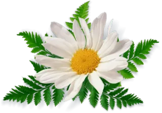 Flowers by sononicola telegram stickers