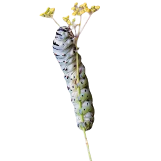 🐛 гусеница, насекомое, природа, дикая природа, личинка, животное telegram sticker