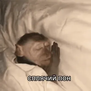 🌟 спячий пон animal, macaco, sono, dormir, cama whatsapp sticker