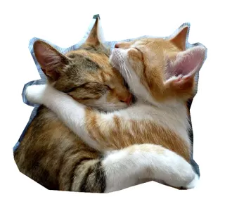 💑 แมว, ลูกแมว, กอด, ความรักใคร่, สัตว์, มิตรภาพ, ความรัก telegram sticker