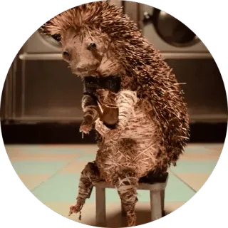 😱 hérisson, taxidermie, animal, vintage, poupée telegram sticker