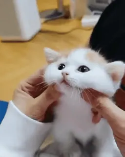 💞 猫, 小猫, 可爱, 动物, 宠物 telegram sticker