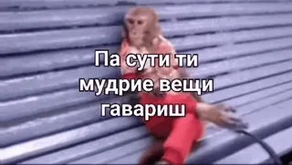 🌟 Па сути ти мудрые вещи гаваришь ลิง, ตลก, มีม, ข้อความ, รัสเซีย whatsapp sticker
