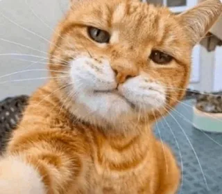 😐 cat, animal, pet, funny, meme telegram sticker