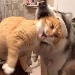 🐶 cat, dog, animal, pet, fight, aggression telegram sticker