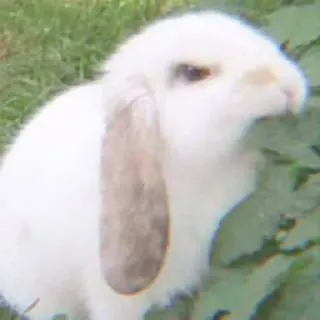 🐇 coelho, coelho, animal, animal de estimação, coelho branco, orelhas caídas telegram sticker