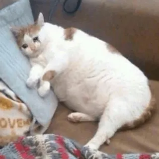 😿 gato, triste, felino, animal, animal de estimação, animal doméstico whatsapp sticker