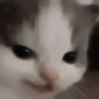 ♻️ gato, animal, mascota, lindo, gatito, mamífero, gato doméstico telegram sticker