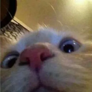 😲 кот, животное, питомец, милый, крупный план telegram sticker