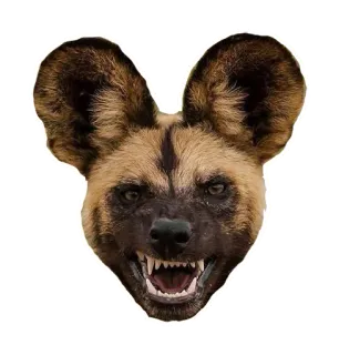😡 pies, likaon pstry, Lycaon pictus, dzikie zwierzę, zwierzę, psowate, dzika przyroda, drapieżnik telegram sticker