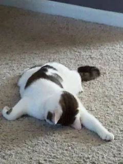 😴 gatto, animale, carino, animale domestico, domestico, felino, mammifero telegram sticker