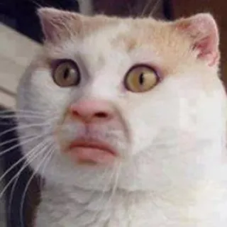 ☹ kat, meme, grappig, dier, gezicht telegram sticker
