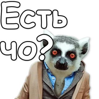 ❔ Есть чо? lémurien, animal, question, curieux telegram sticker