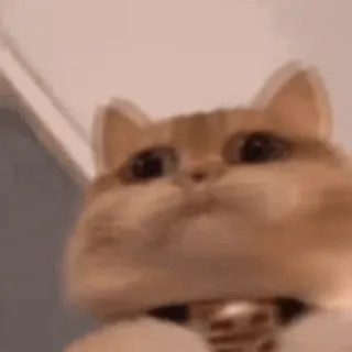 😃 mèo, động vật, thú cưng, dễ thương telegram sticker