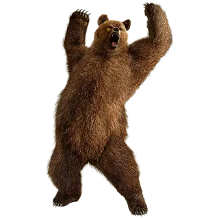 😡 bear, animal, wildlife, grizzly, mammal telegram sticker