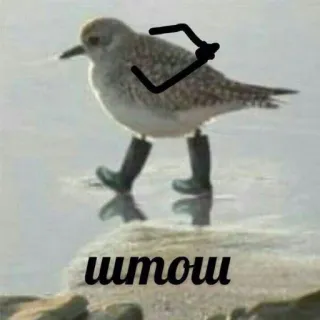 🤔 штош птица, ботинки, животное, смешной, мем, морская птица, русский telegram sticker
