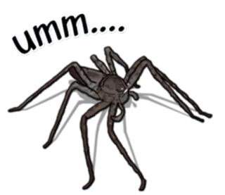 😶 umm..... spider, umm, insect, arachnid, scary telegram sticker