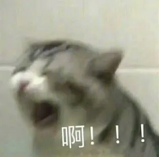 😫 啊！！！ gato, meme, divertido, expresión, lindo, animal telegram sticker