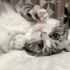 ✋