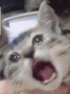 😩 gato, gatito, asustado, impactado, gracioso, meme telegram sticker