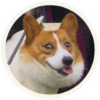 😊 корги, собака, животное, питомец, смешной, милый whatsapp sticker