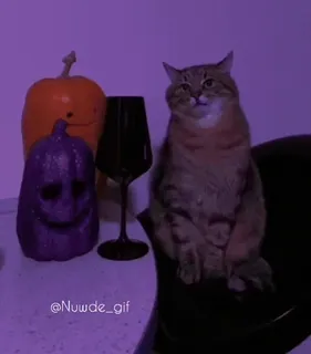 🙂 @Nuwde_gif kat, pompoen, halloween, dier, huisdier telegram sticker