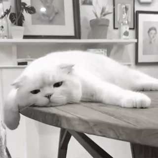🐈 кот, животное, белый кот, питомец, ленивый, милый, сонный telegram sticker