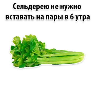 😱 Сельдерею не нужно вставать на пары в бутра aipo, legume, comida, planta, verde telegram sticker