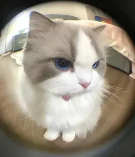 🤔 gato, ragdoll, animal, mascota, gato doméstico, ojos azules whatsapp sticker