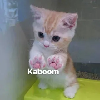 🤔 Kaboom chat, chaton, mignon, kaboum, drôle, animal, animal de compagnie telegram sticker