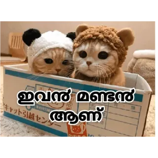 😂 ഇവൻ മണ്ടൻ ആണ് katten, dieren, schattig telegram sticker