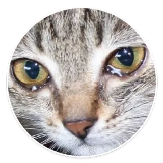 😭 gato, animal, ojos, sticker, llorando, triste telegram sticker