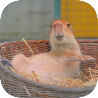 🌝 capybara telegram sticker