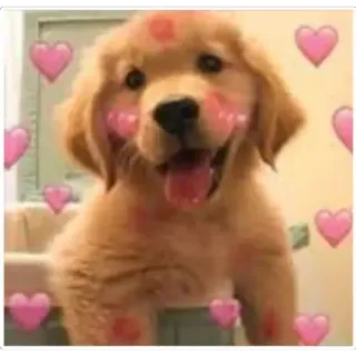 😀 hond, puppy, golden retriever, hartjes, schattig, liefde telegram sticker