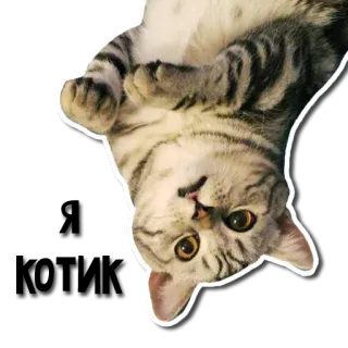 😌 Hi there cat, cute, adorable, kitten, pet telegram sticker