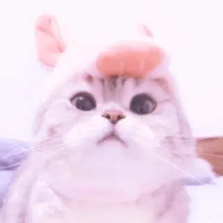 🐱 gato, animal, lindo, gatito, mascota, sombrero whatsapp sticker