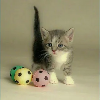 😺 Kätzchen, Katze, Haustier, Tier, spielerisch, süß, Hauskatze telegram sticker