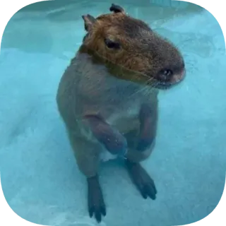 🏊 capybara telegram sticker
