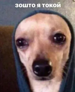 😩 зошто я токой telegram sticker