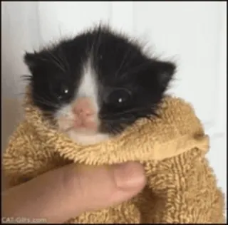 👶 kat, kitten, schattig, handdoek, zwart wit, dier, huisdier telegram sticker