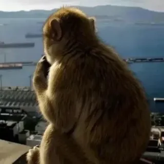😔 monkey, barbary macaque, gibraltar, looking at sea, nature, primate, wildlife telegram sticker